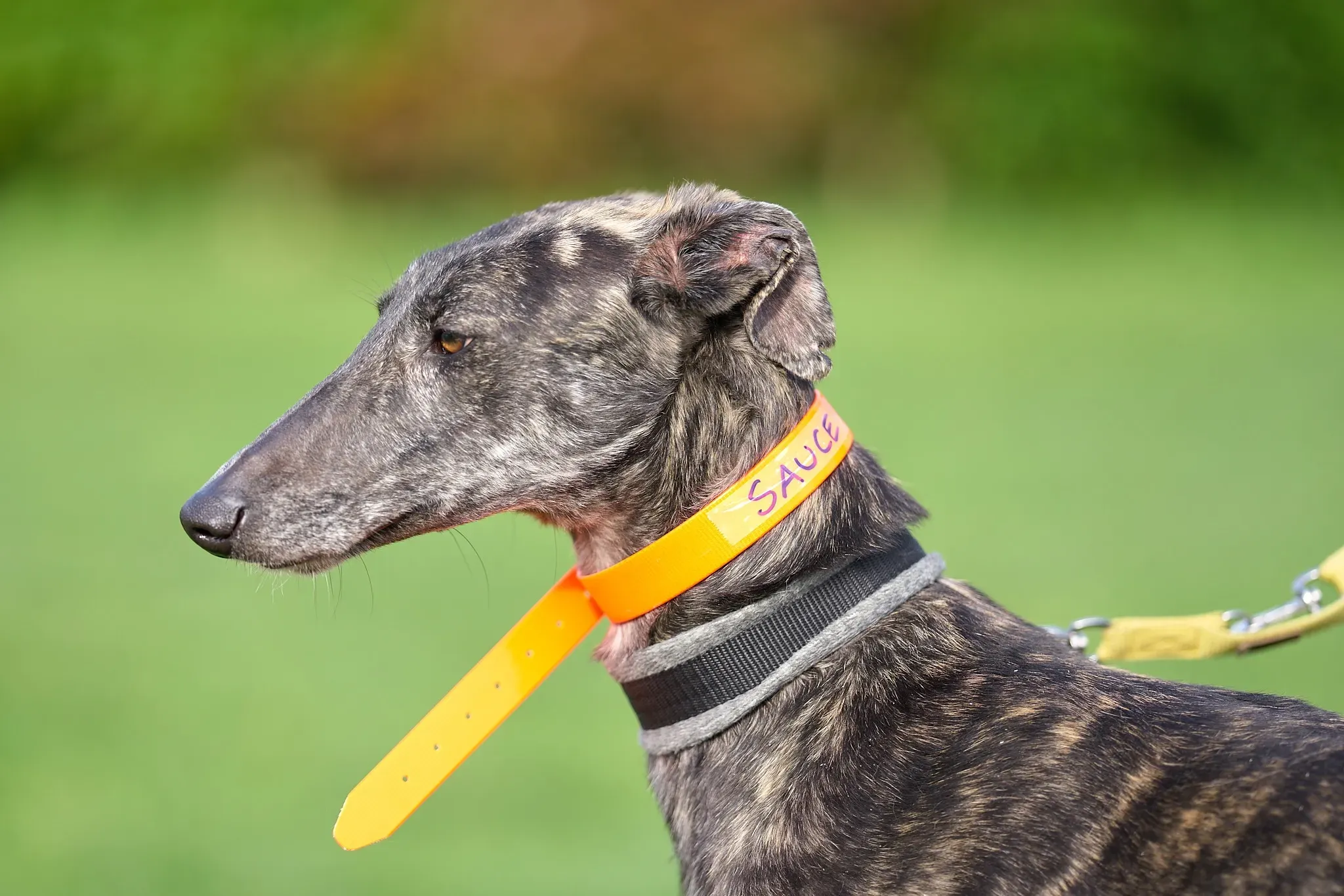 Sauce adozione levrieri galgo 04 2