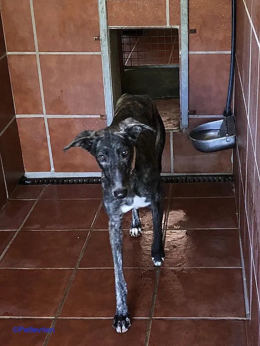 Sauce adozione levrieri galgo 04