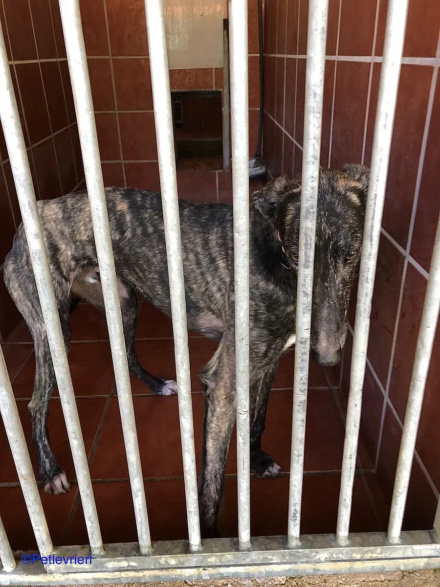 Sauce adozione levrieri galgo 05