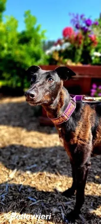 Saule adozione levrieri greyhound 1