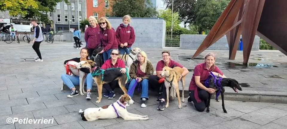 Saule adozione levrieri greyhound 10