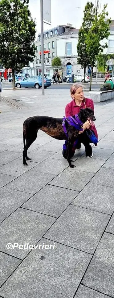 Saule adozione levrieri greyhound 11