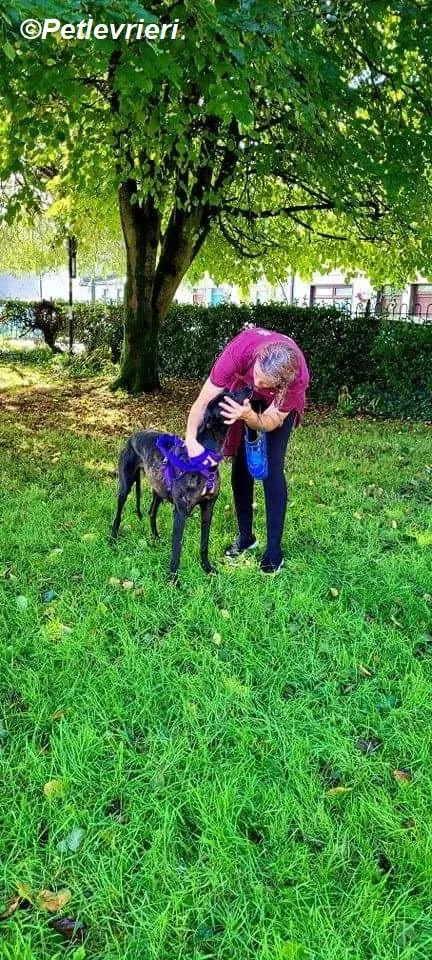 Saule adozione levrieri greyhound 12
