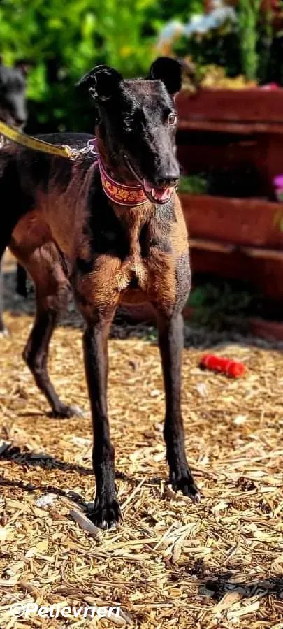 Saule adozione levrieri greyhound 2