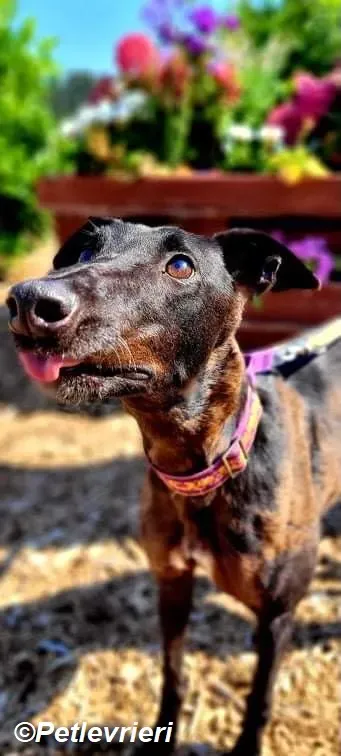 Saule adozione levrieri greyhound 3