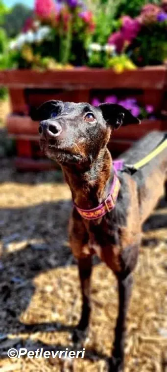 Saule adozione levrieri greyhound 4