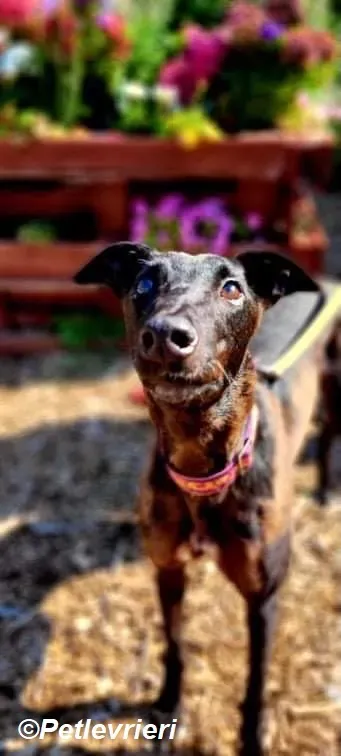 Saule adozione levrieri greyhound 5