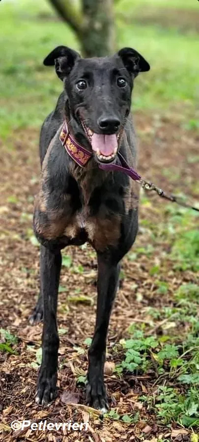 Saule adozione levrieri greyhound 6