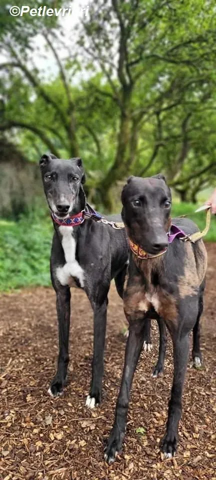 Saule adozione levrieri greyhound 7