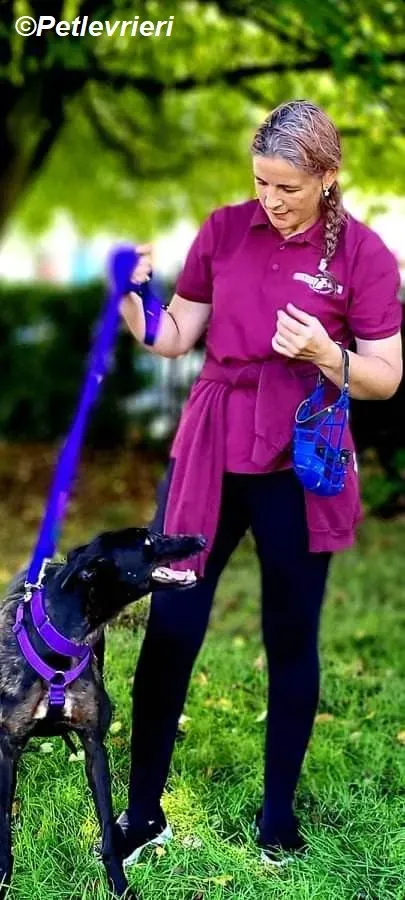 Saule adozione levrieri greyhound 8