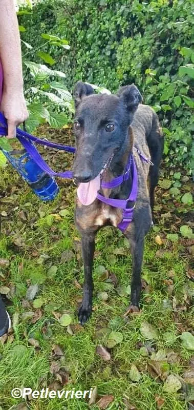 Saule adozione levrieri greyhound 9