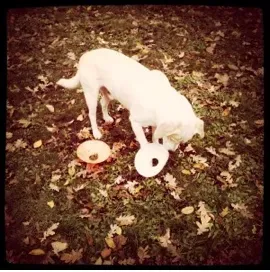 Schermata 11 2456258 alle 13.24.46