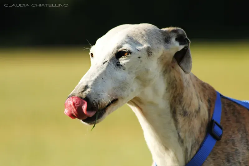 Schermata 2012 07 24 a 13.27.45