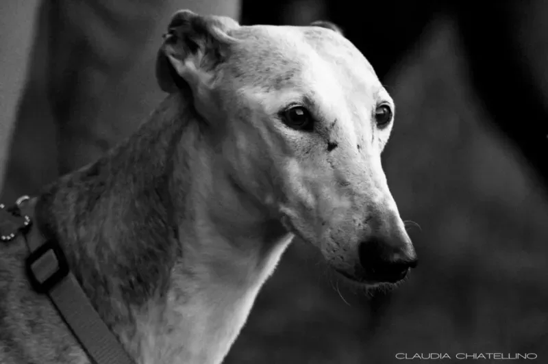 Schermata 2012 07 24 a 13.35.35