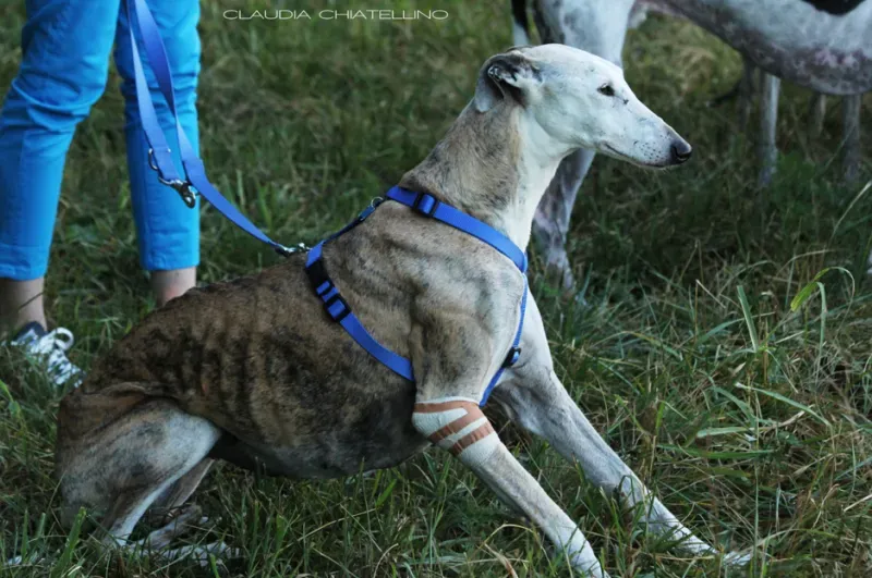 Schermata 2012 07 24 a 13.35.47