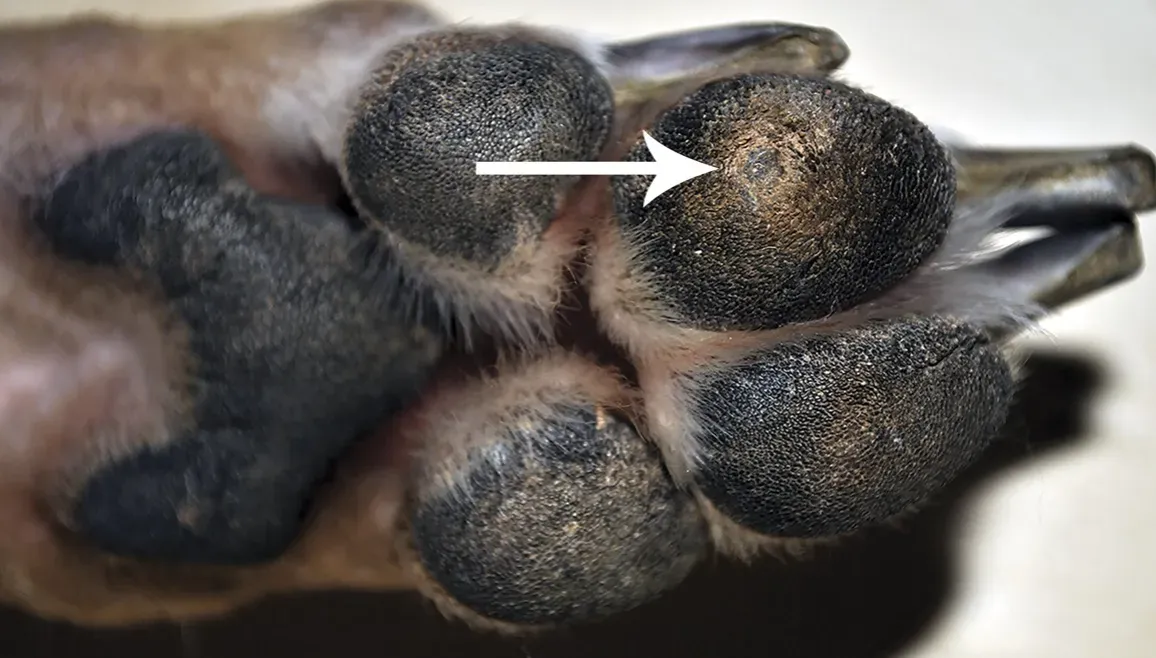 Schermata 2019 02 04 alle 11.03.03