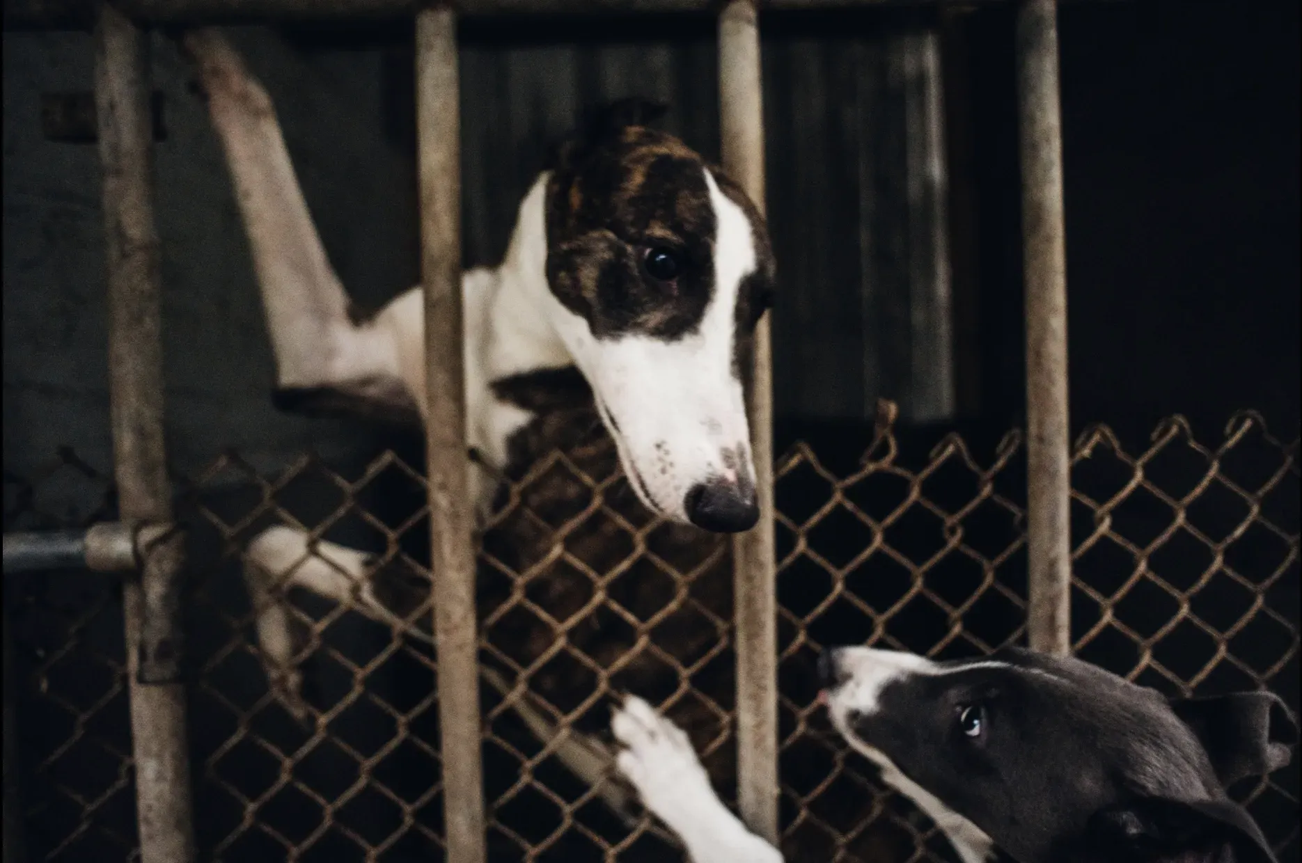 Schermata 2019 07 05 alle 12.59.46