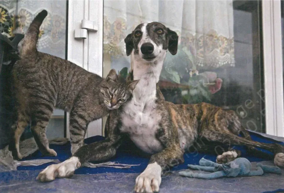 Schermata 2019 08 23 alle 19.35.39