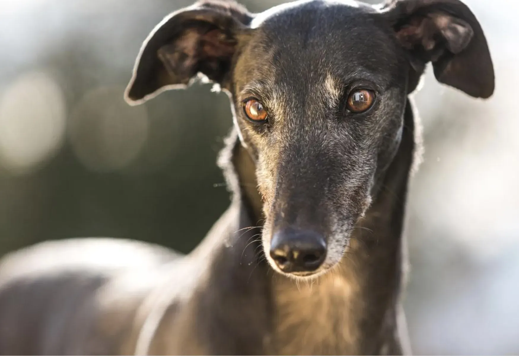 Schermata 2020 11 02 alle 07.58.36