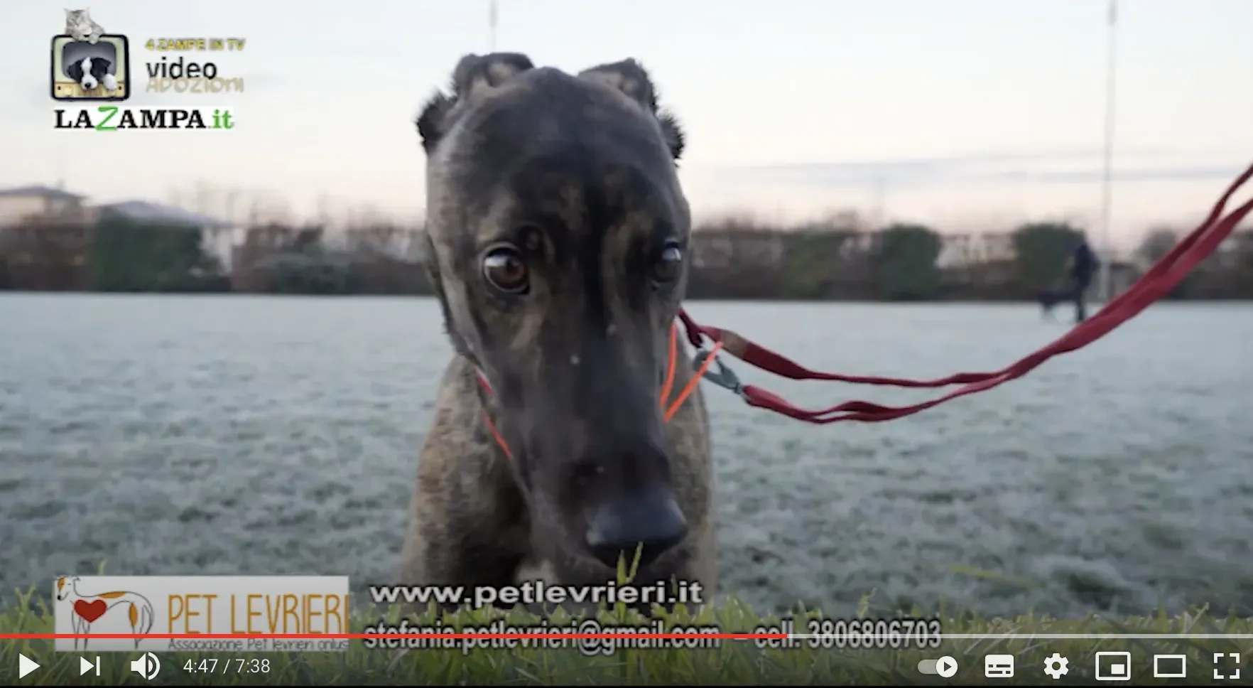 Schermata 2021 02 02 alle 13.03.13