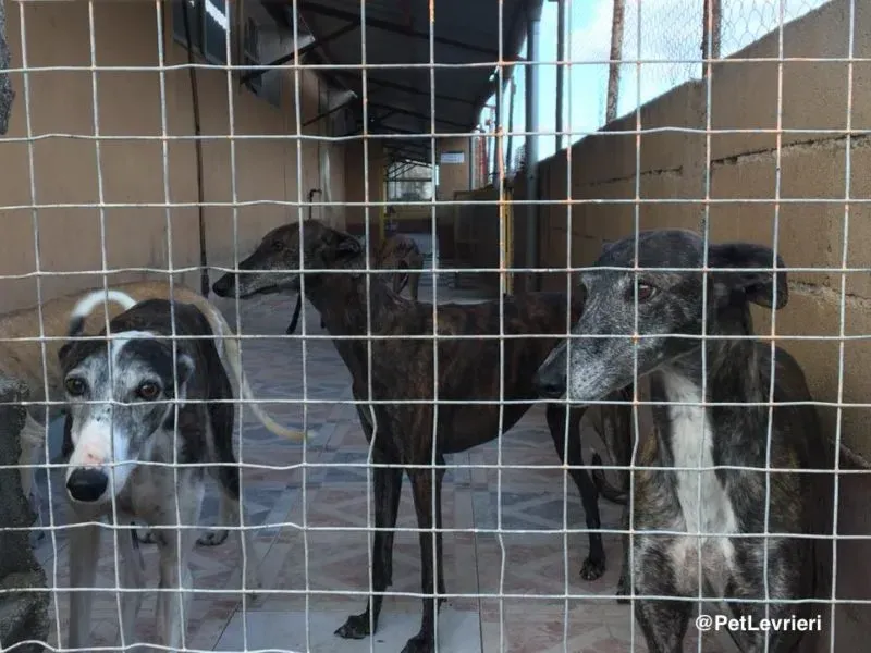 Scooby generoco 01 e1560414635102