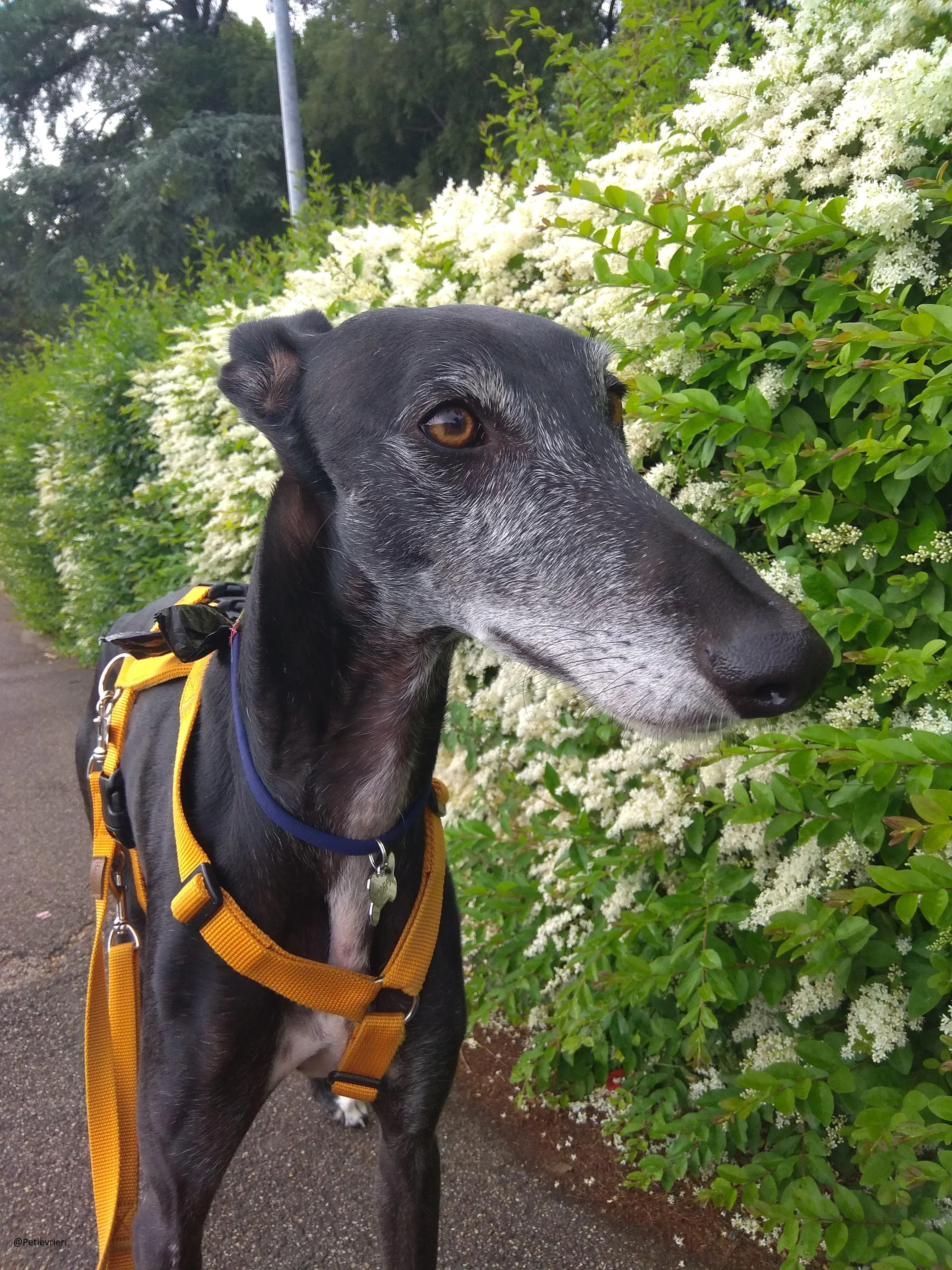 Scorpio Galgo adozione levrieri felici a casa