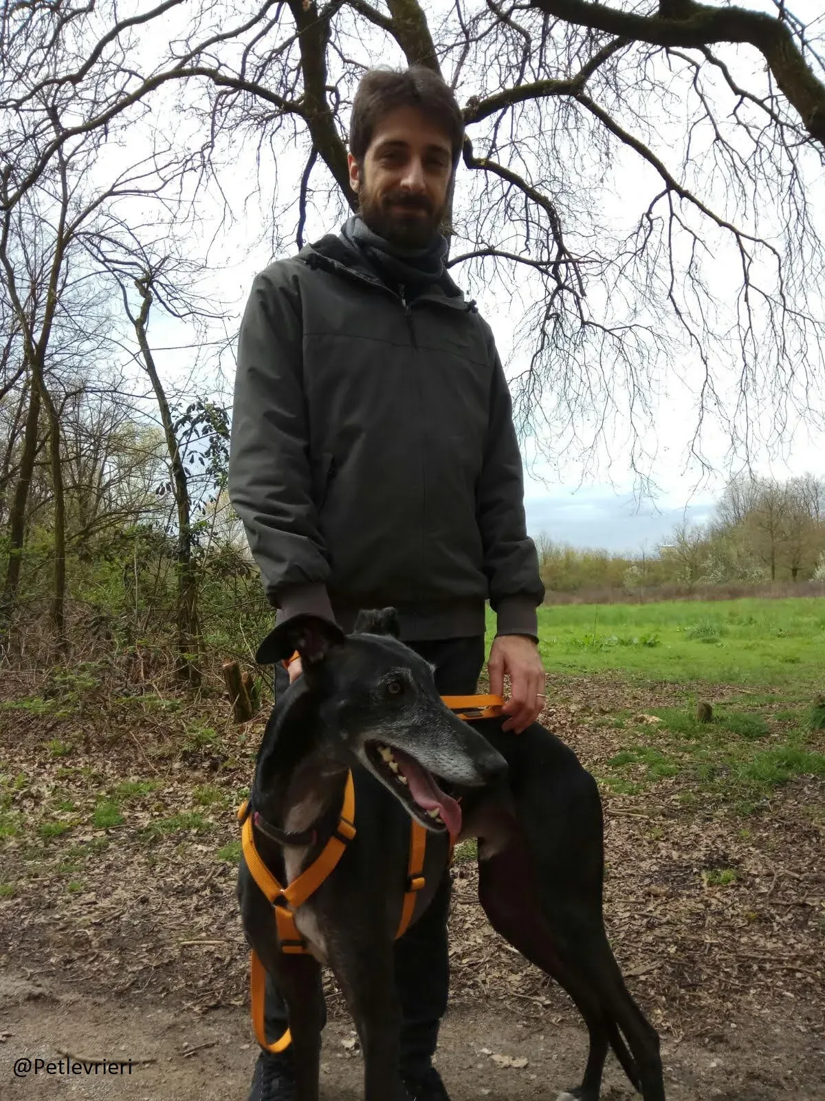 Scorpio Galgo adozione levrieri felici a casa a