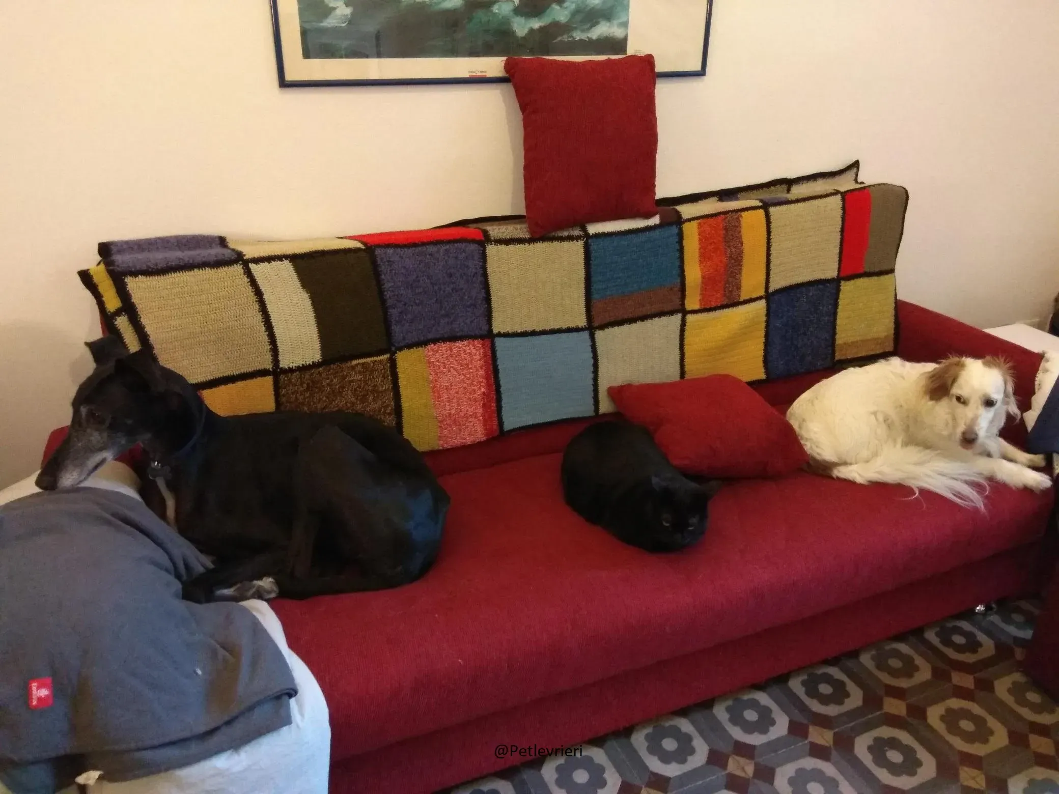 Scorpio Galgo adozione levrieri felici a casa b