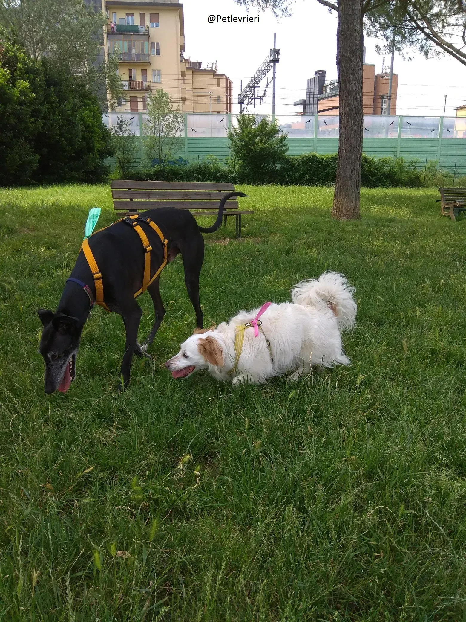 Scorpio Galgo adozione levrieri felici a casa c