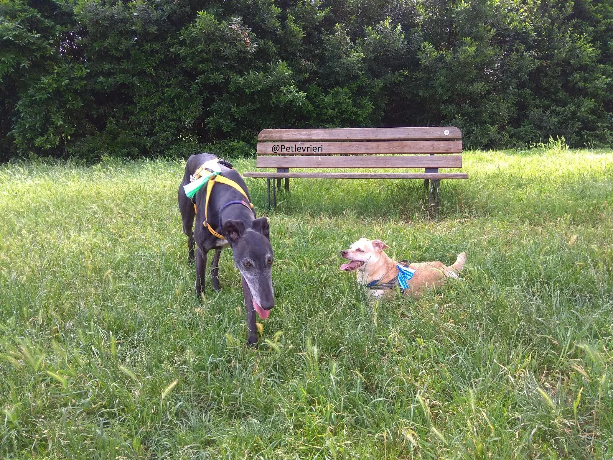Scorpio Galgo adozione levrieri felici a casa d
