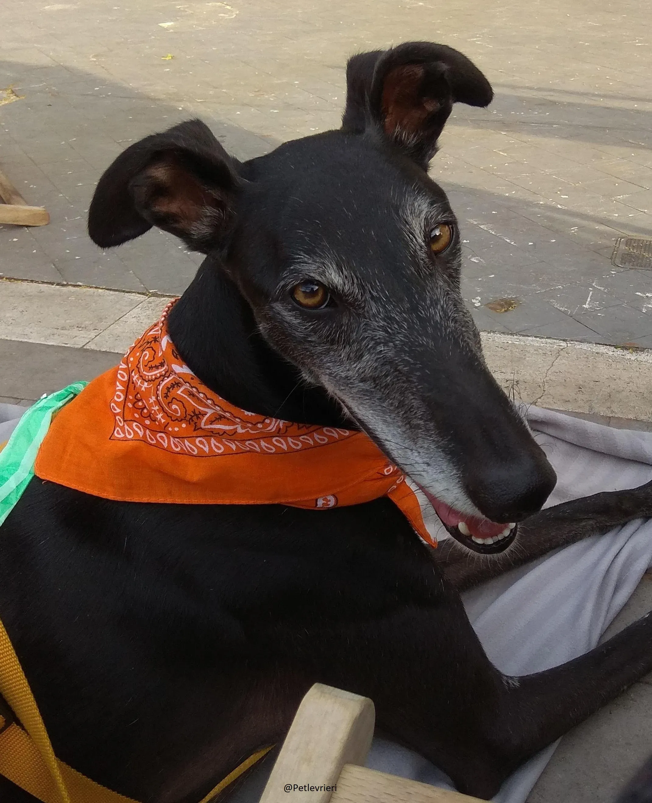 Scorpio Galgo adozione levrieri felici a casa e