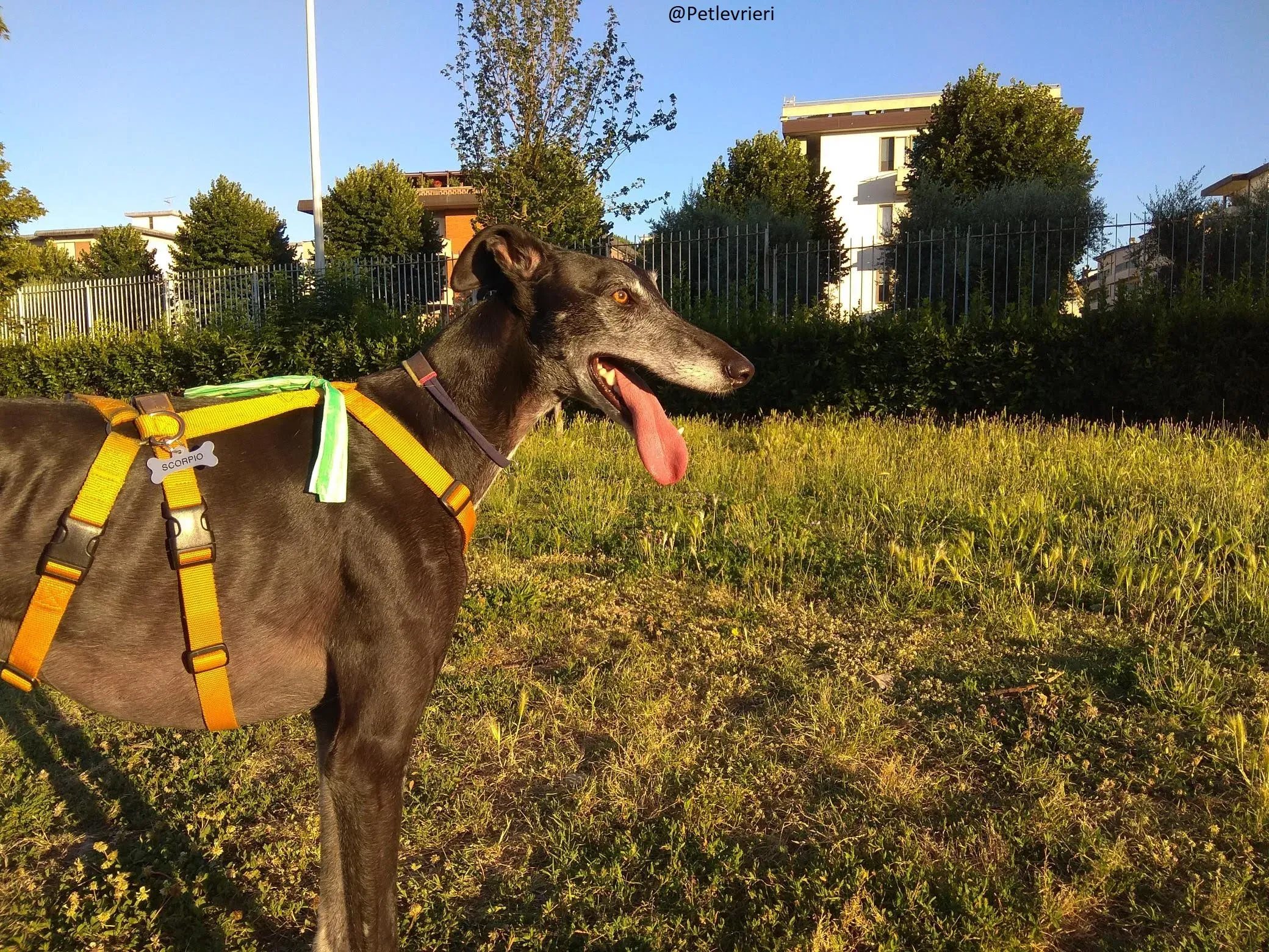 Scorpio Galgo adozione levrieri felici a casa evidenza