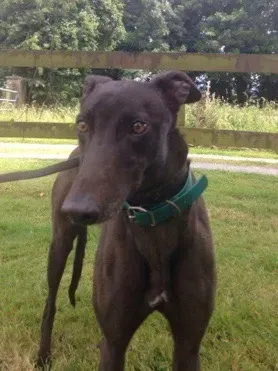 Screenshot 2017 07 13 14 42 24