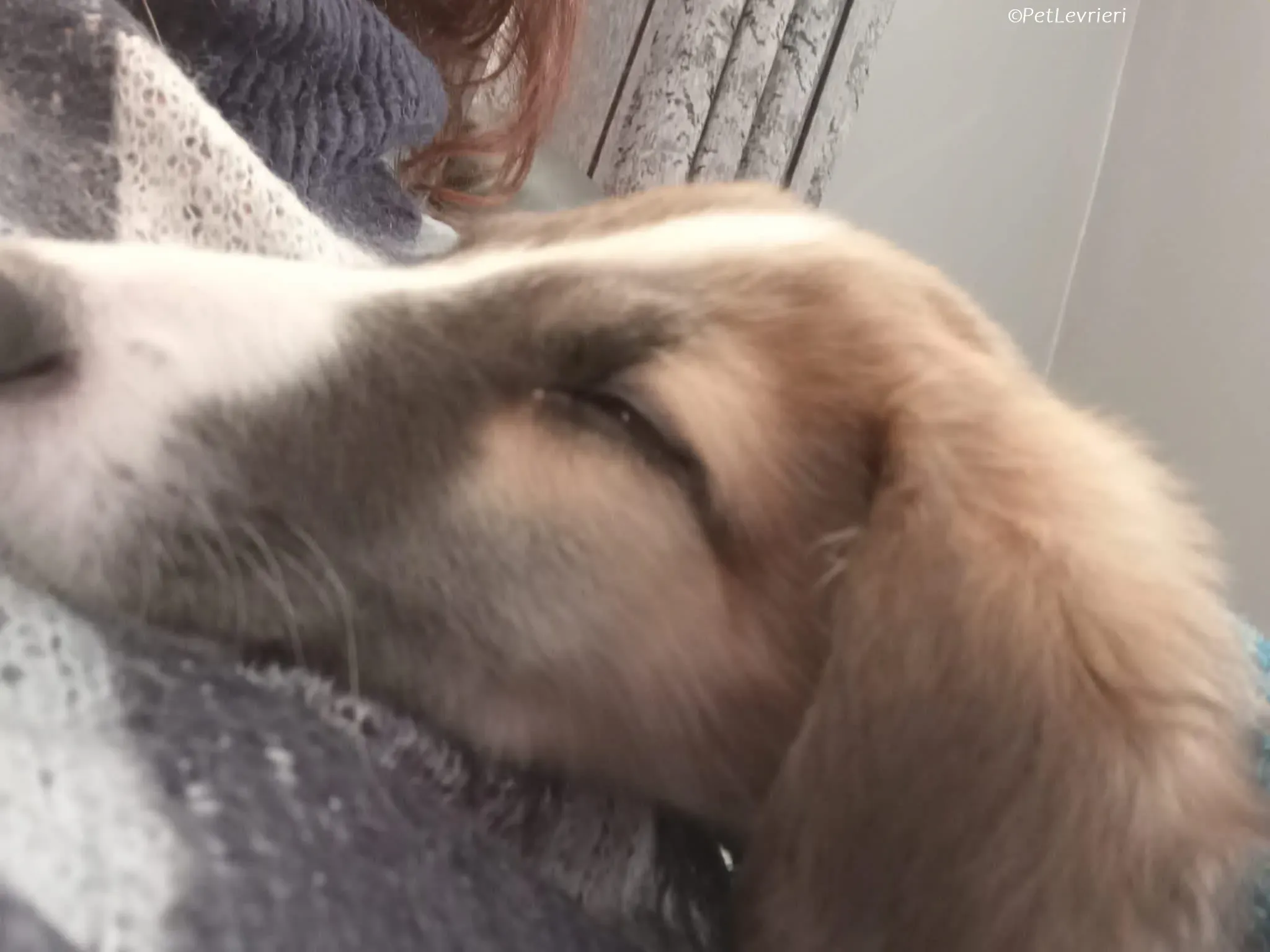 Seamus adozione levrieri greyhound 11