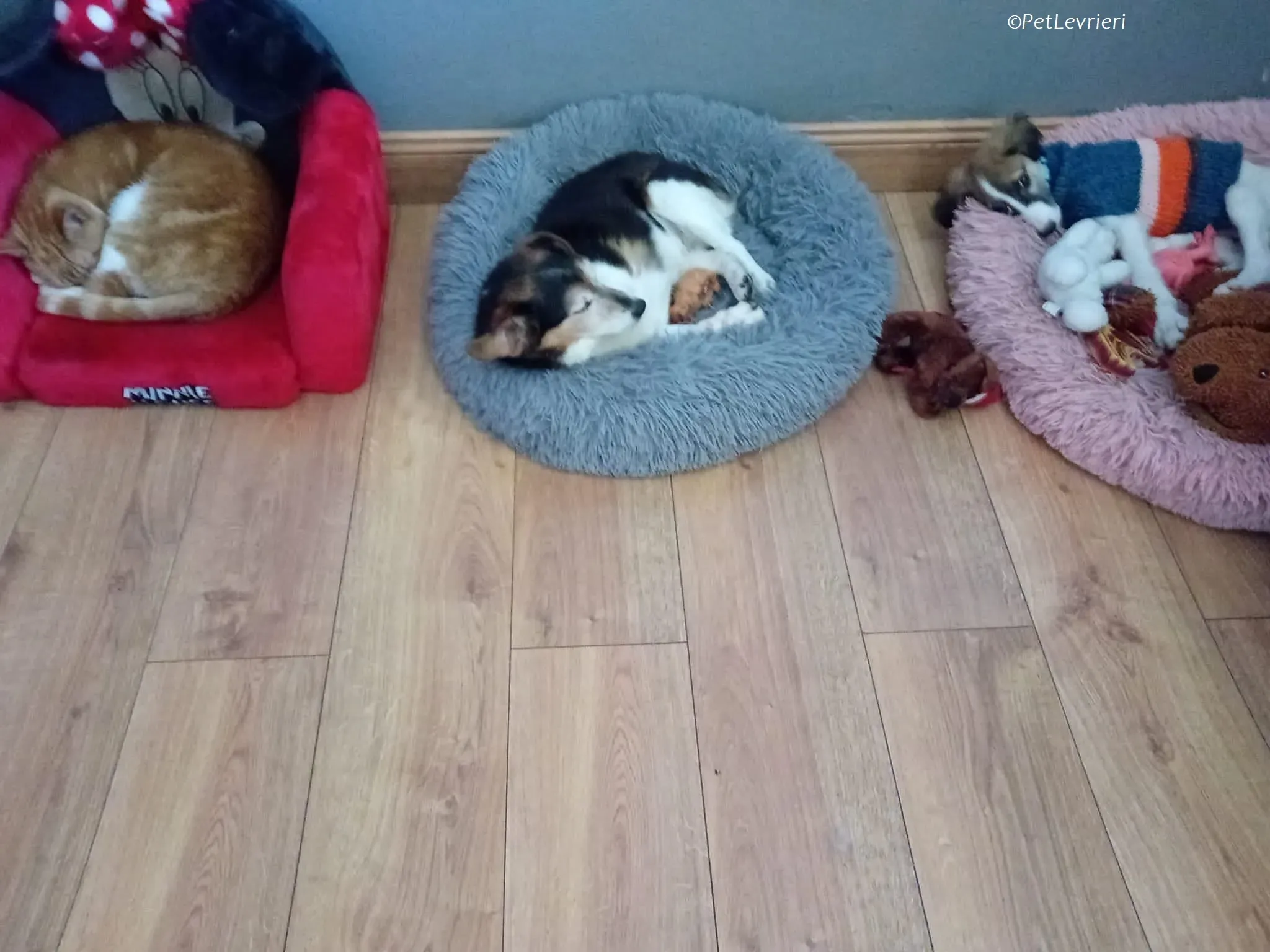 Seamus adozione levrieri greyhound 12