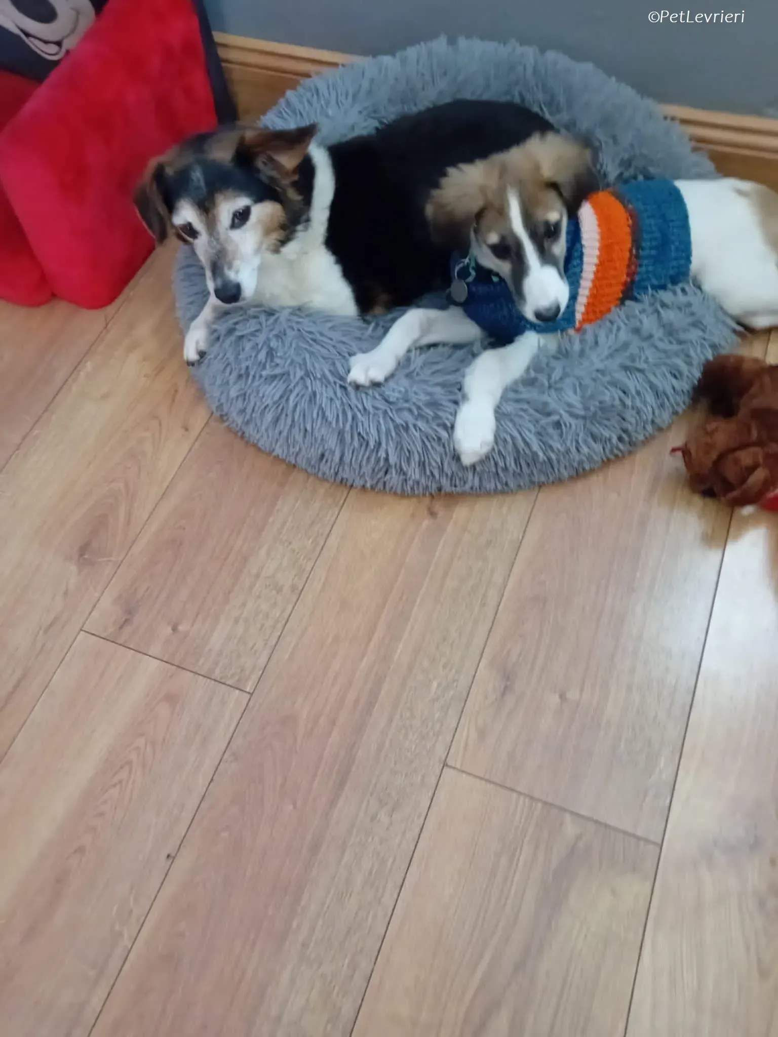 Seamus adozione levrieri greyhound 13