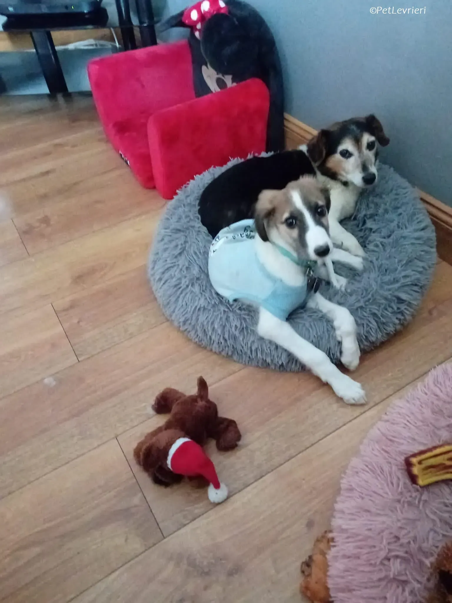 Seamus adozione levrieri greyhound 14