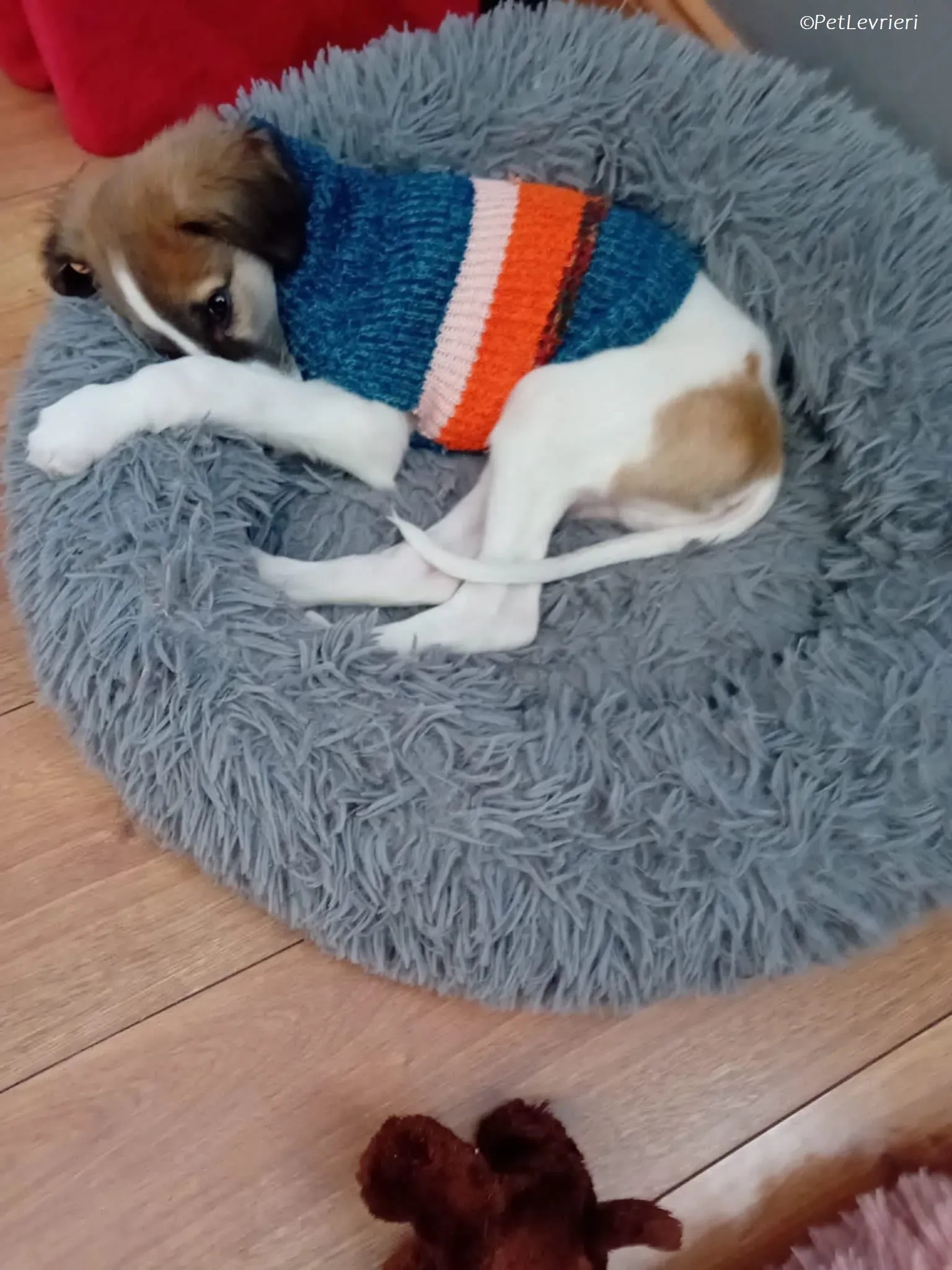 Seamus adozione levrieri greyhound 15