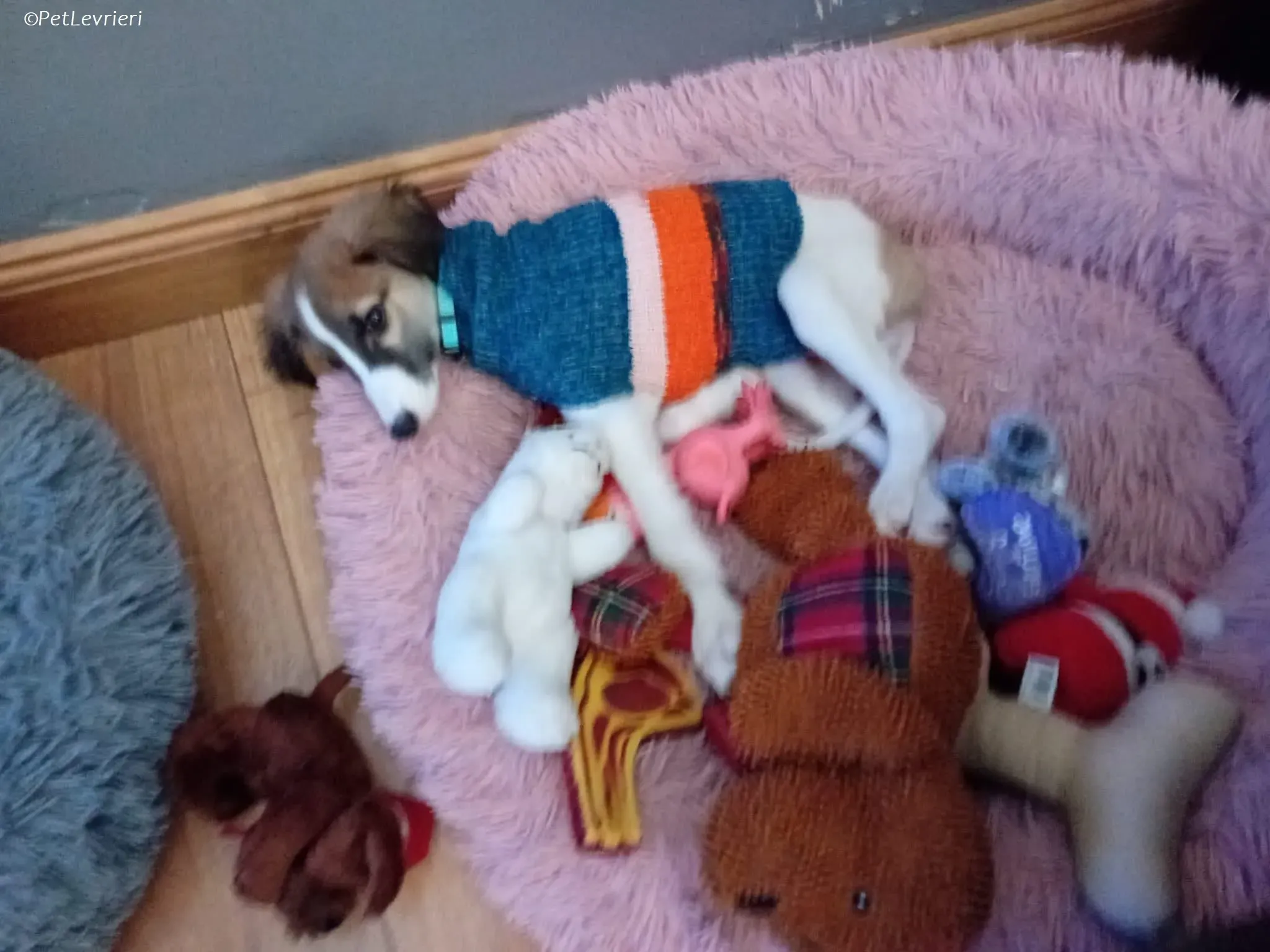 Seamus adozione levrieri greyhound 16