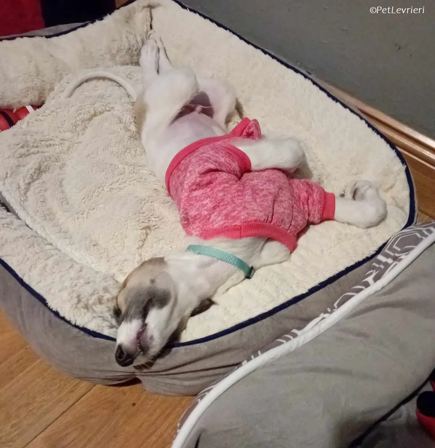 Seamus adozione levrieri greyhound 17