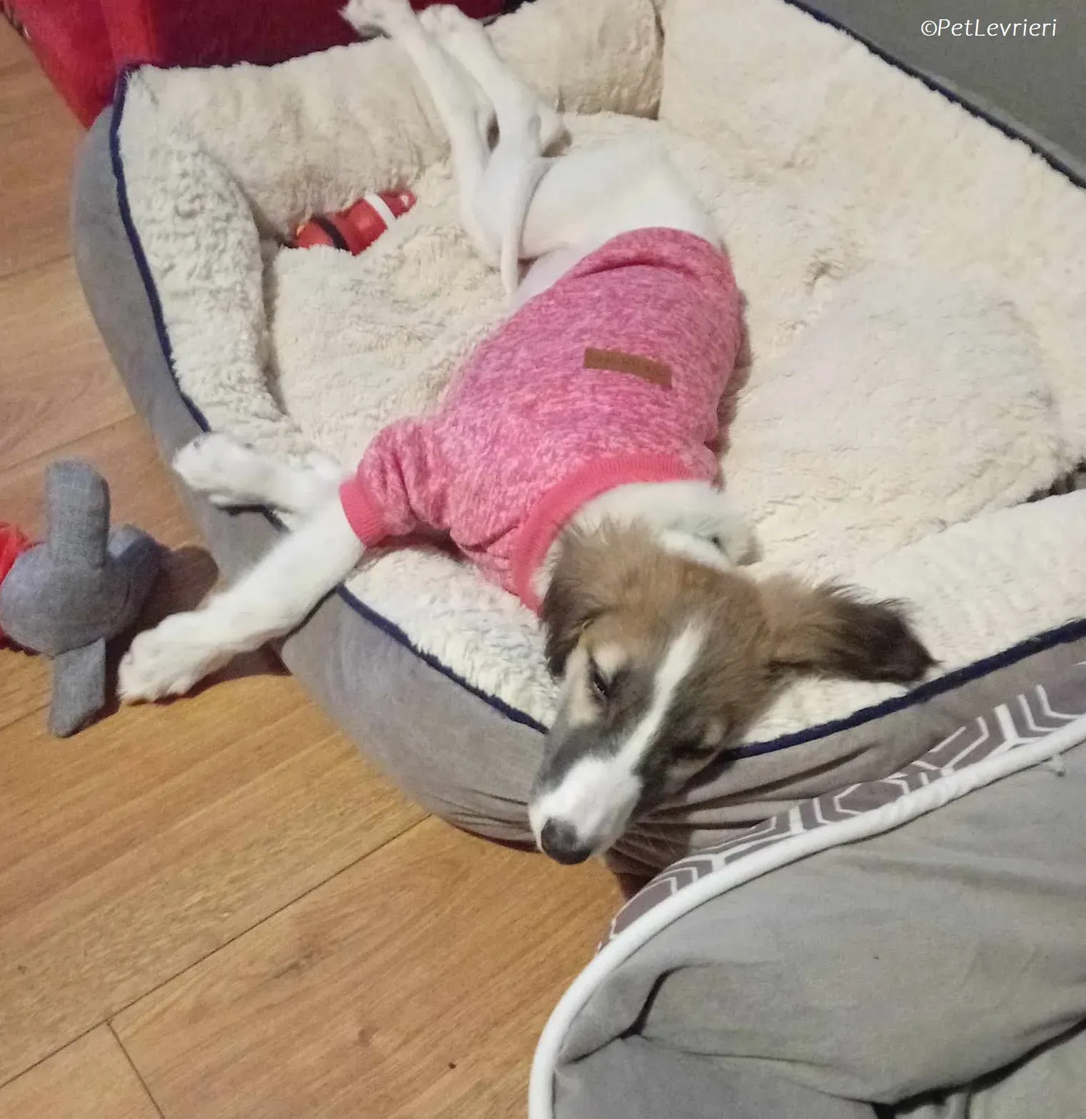 Seamus adozione levrieri greyhound 18