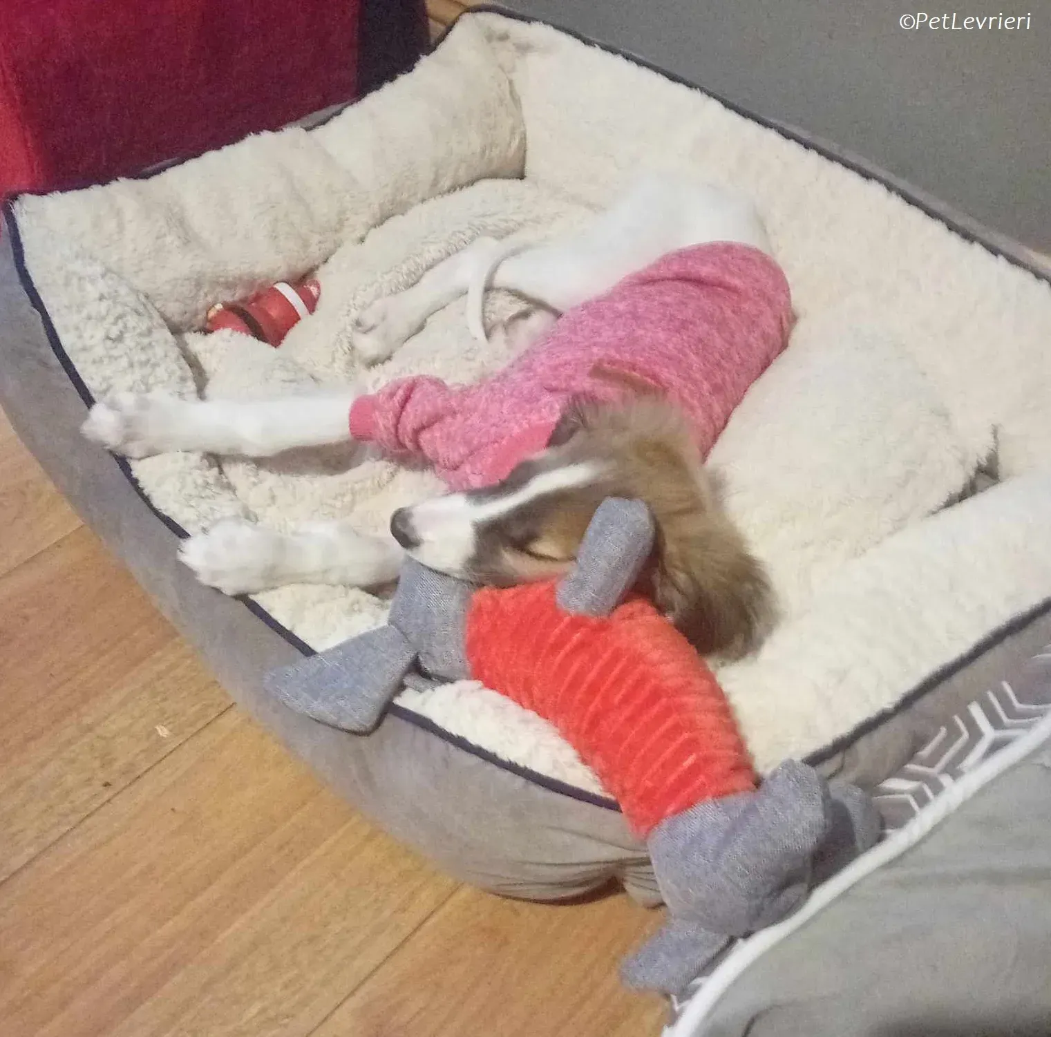 Seamus adozione levrieri greyhound 19