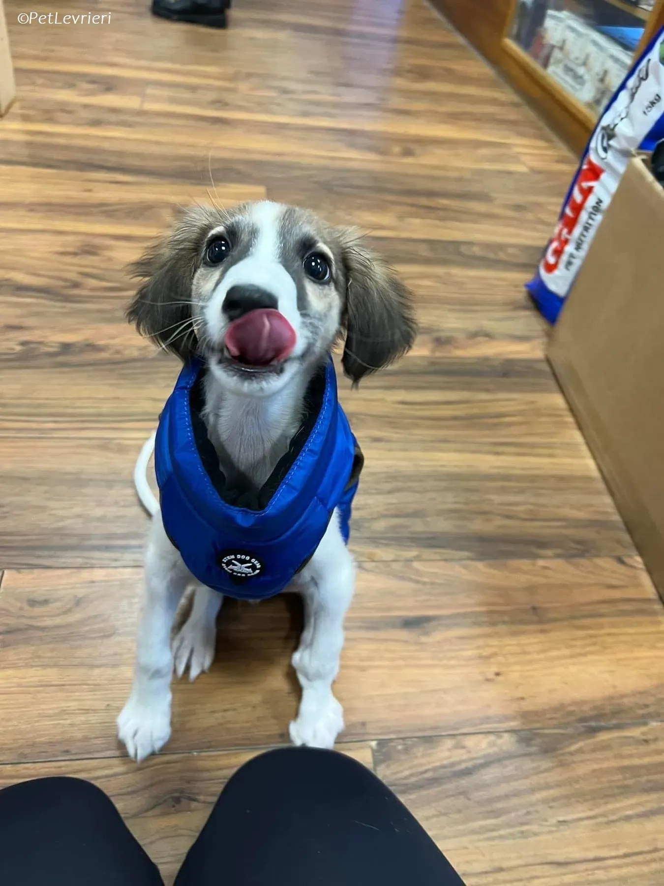 Seamus adozione levrieri greyhound 2