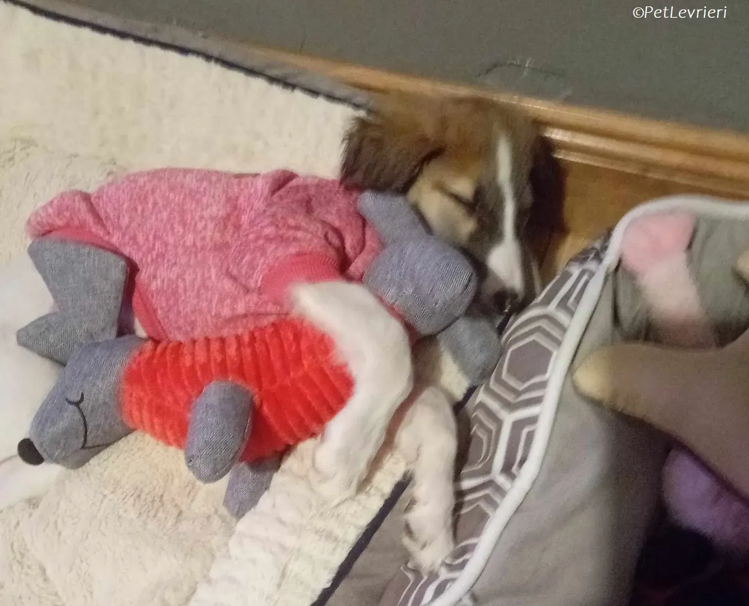 Seamus adozione levrieri greyhound 20