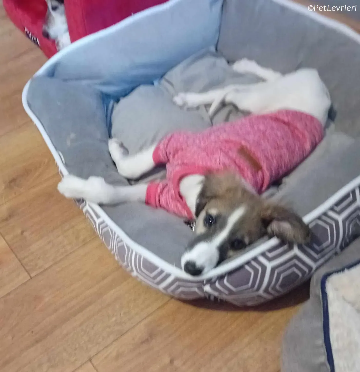 Seamus adozione levrieri greyhound 21