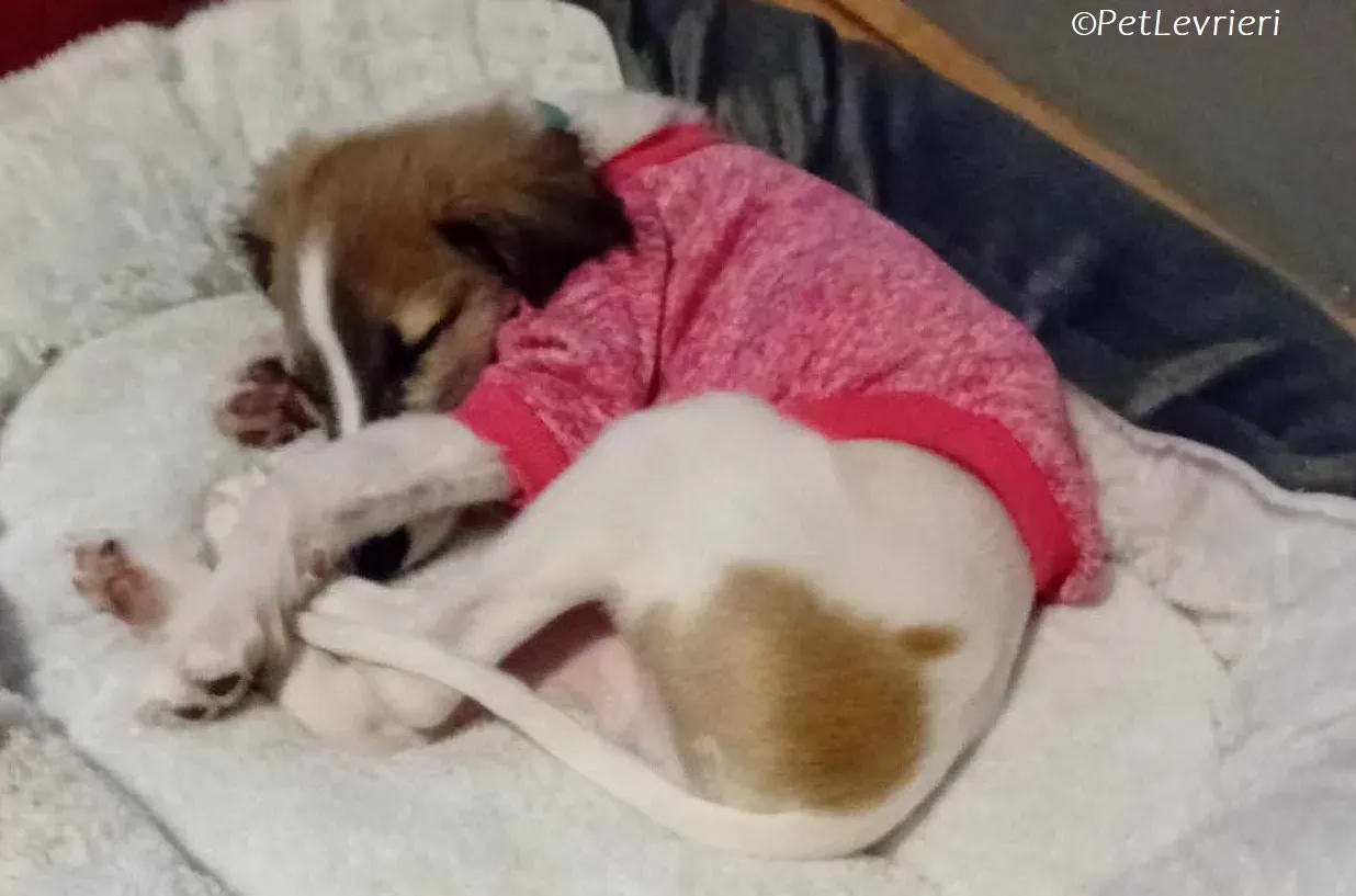 Seamus adozione levrieri greyhound 22