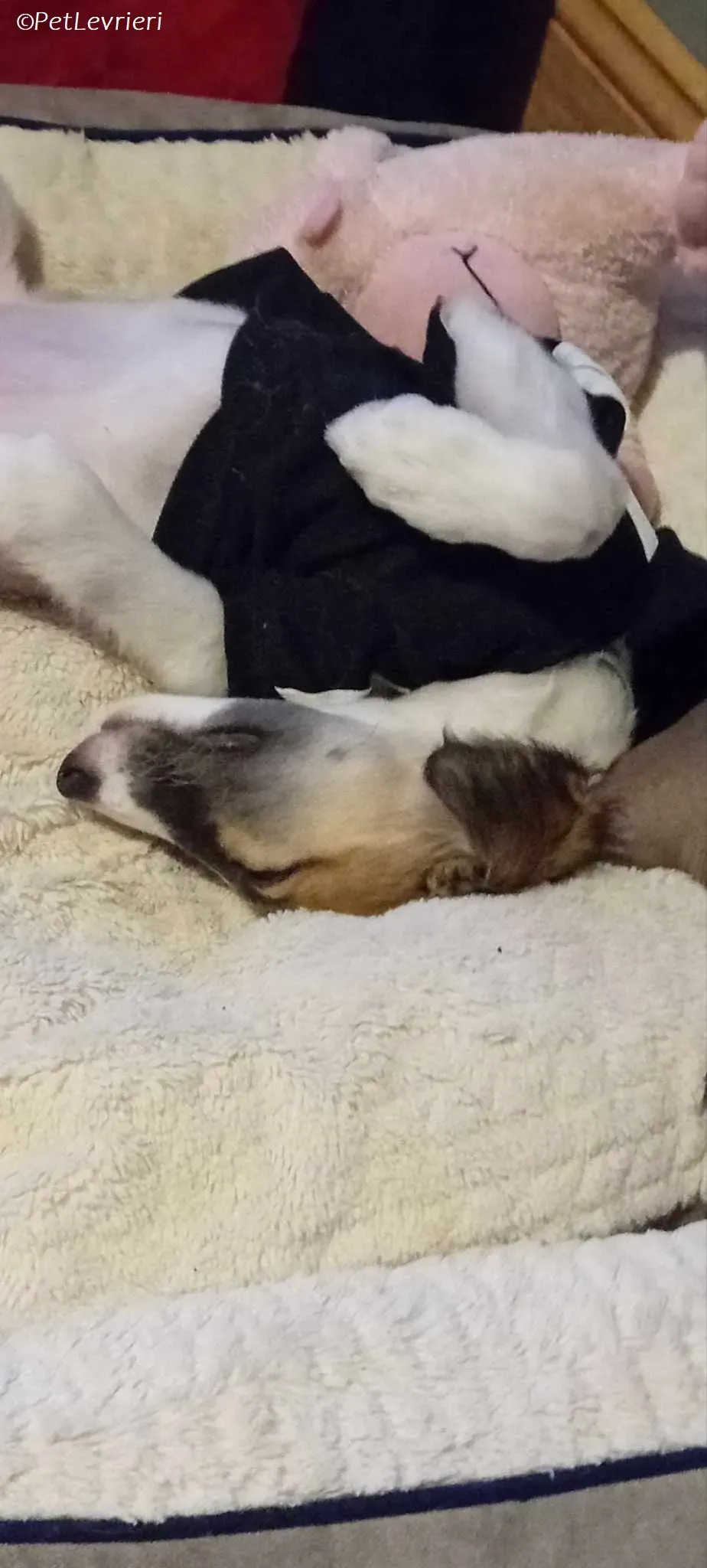 Seamus adozione levrieri greyhound 23