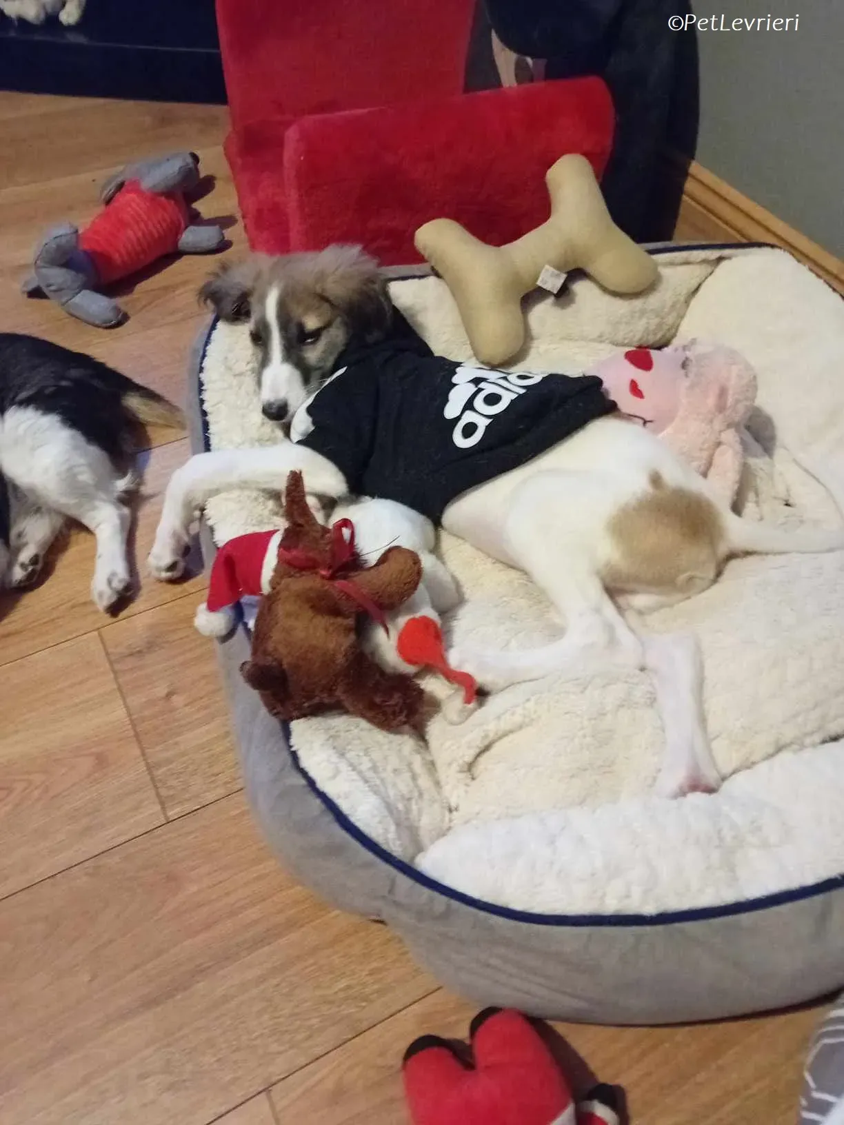 Seamus adozione levrieri greyhound 24