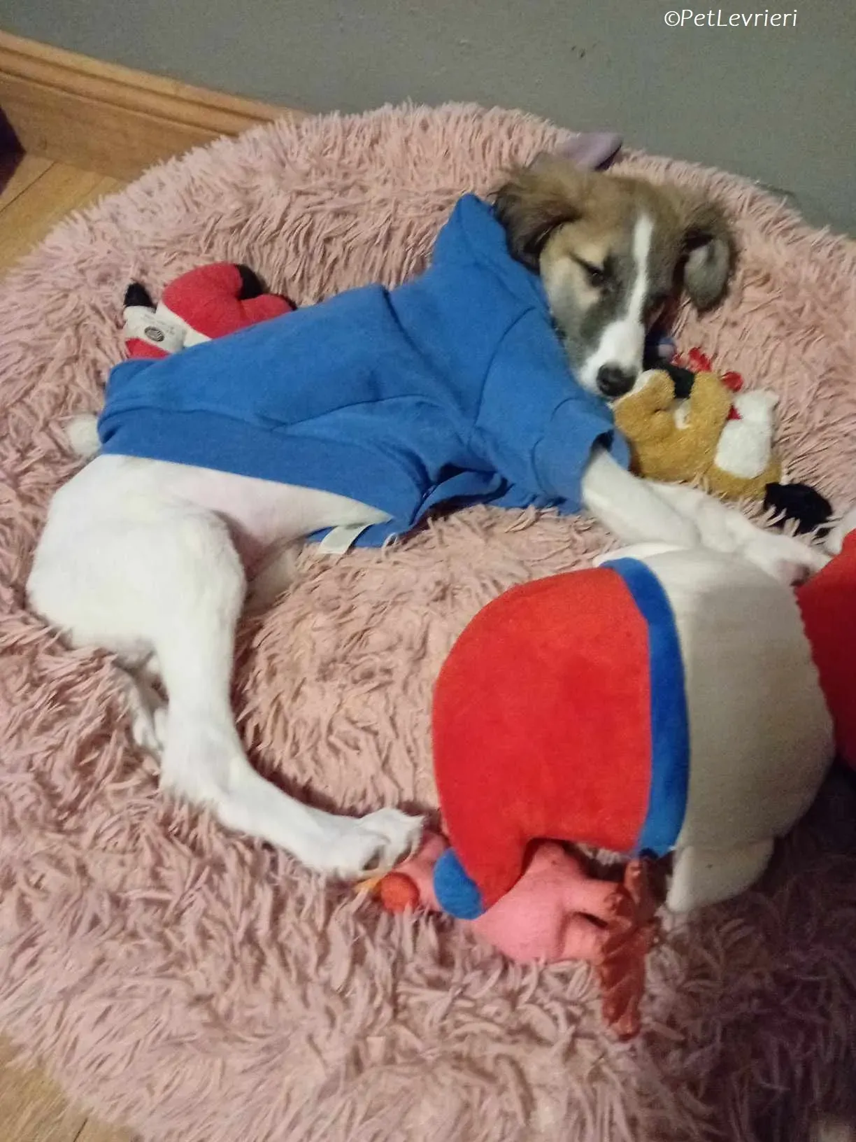 Seamus adozione levrieri greyhound 25