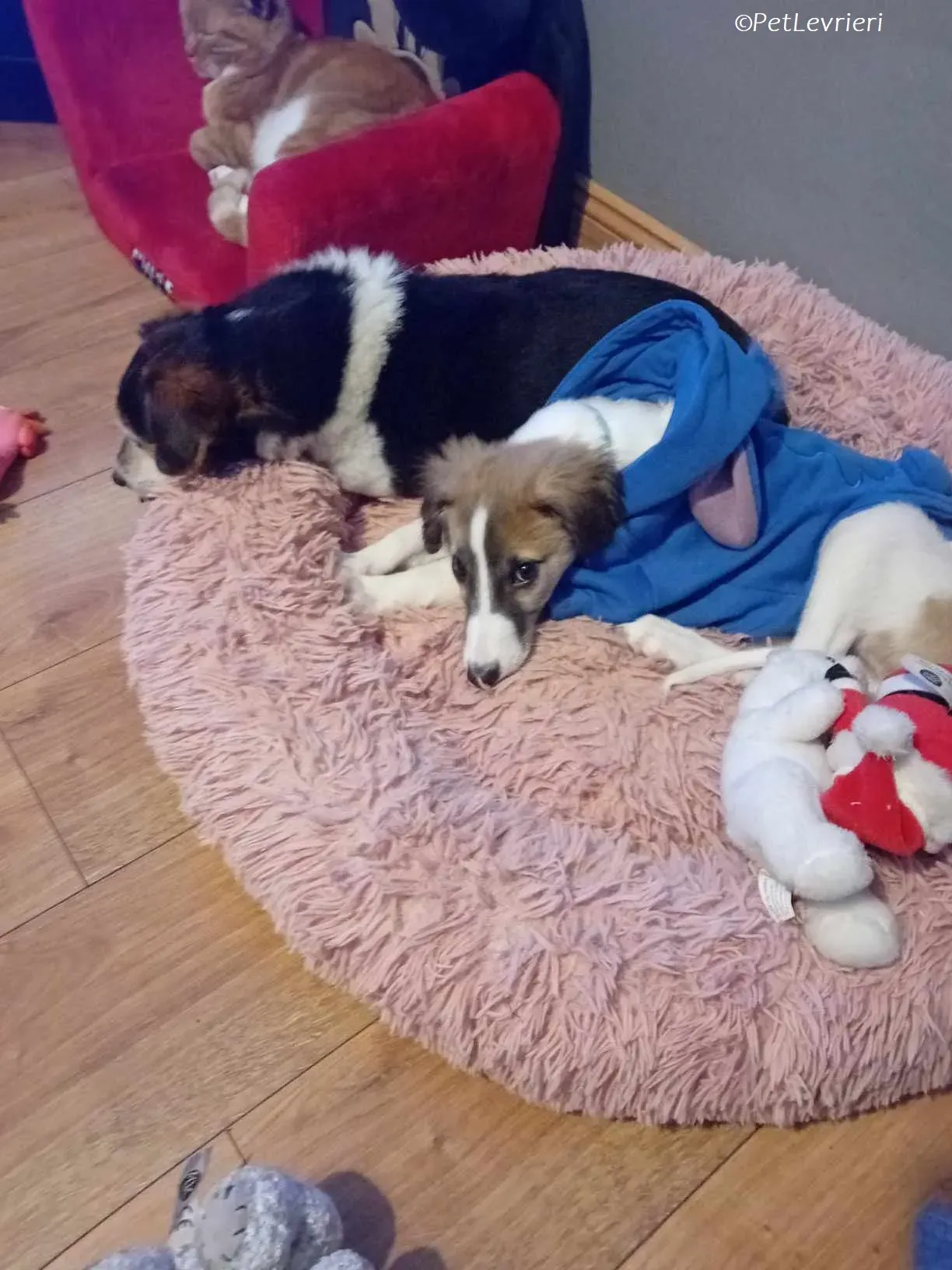 Seamus adozione levrieri greyhound 26